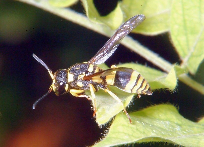 Polistes attende visite